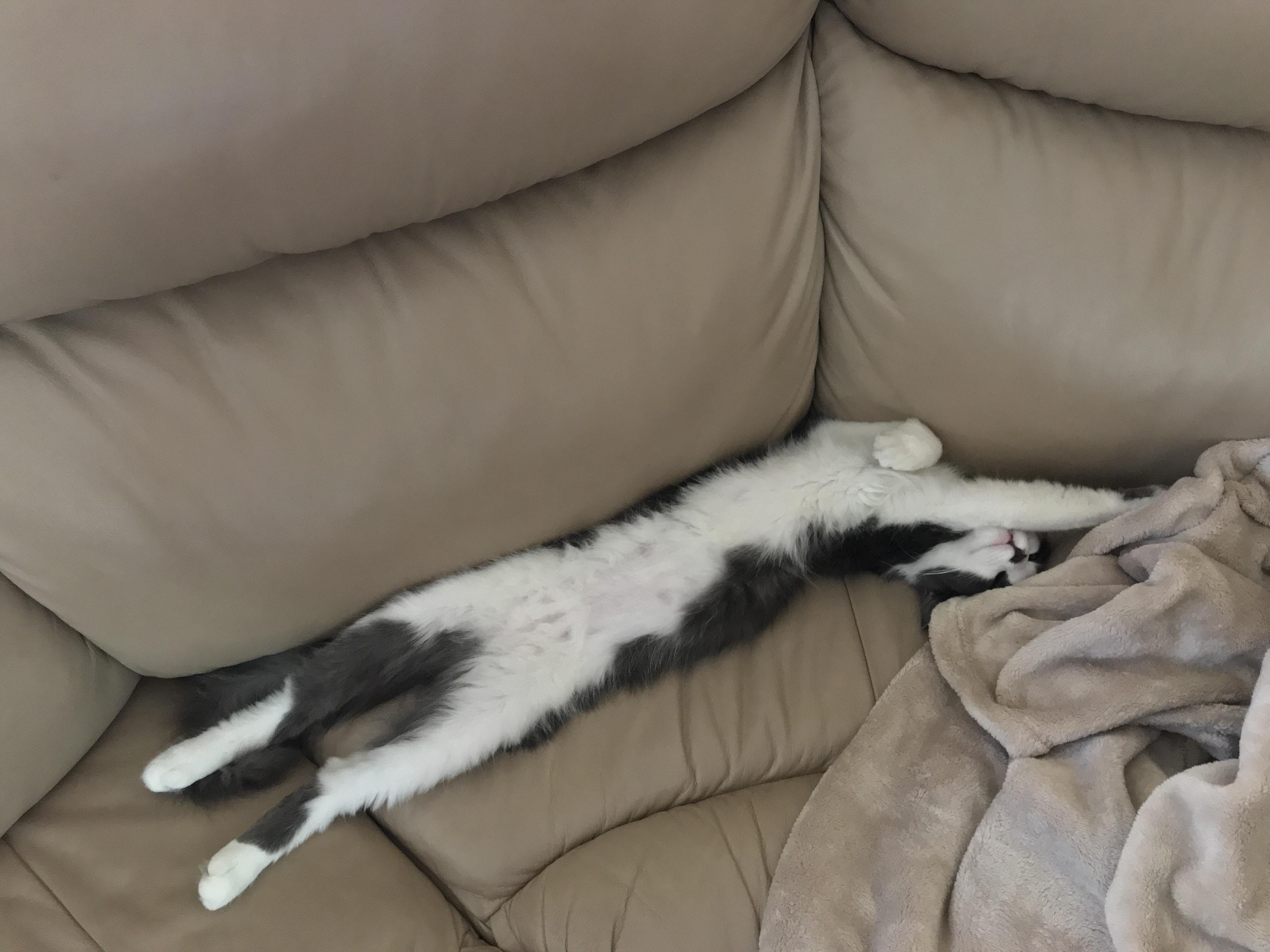 A cute kitty