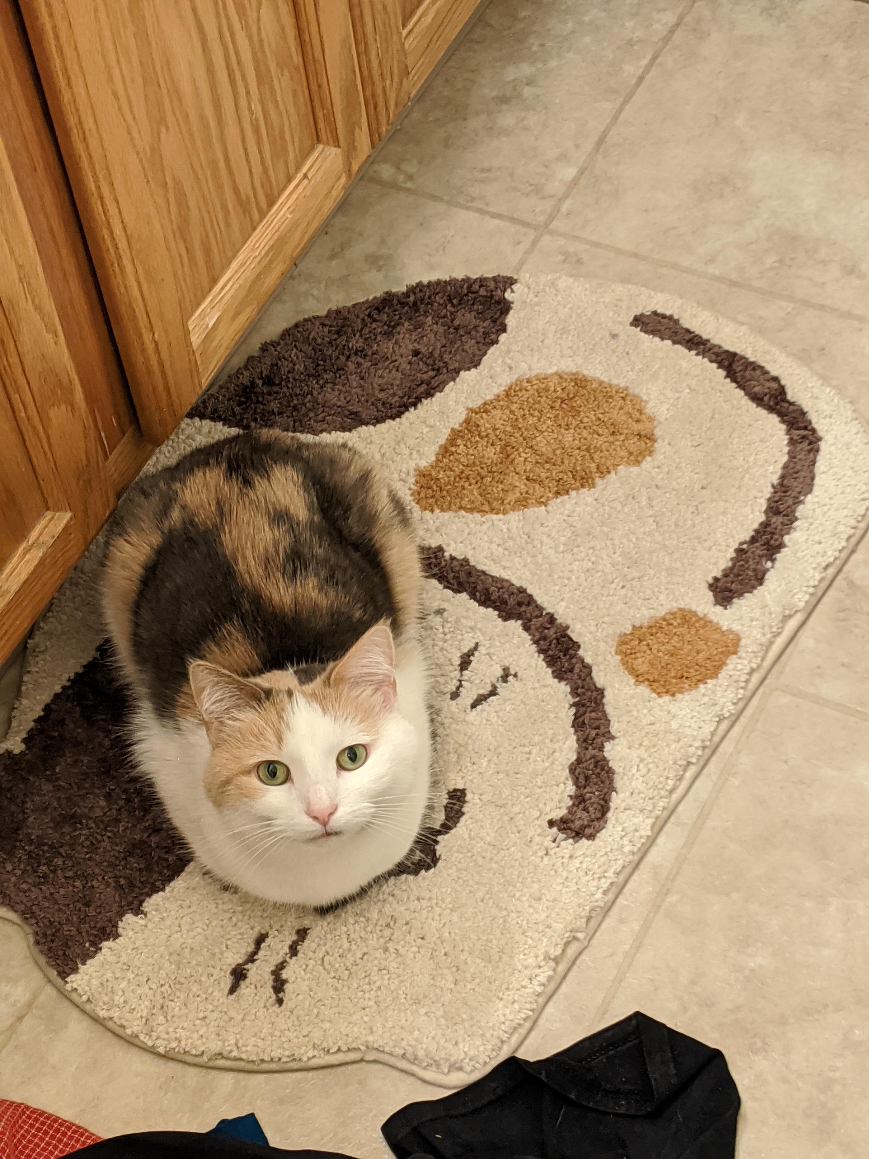 A cute kitty