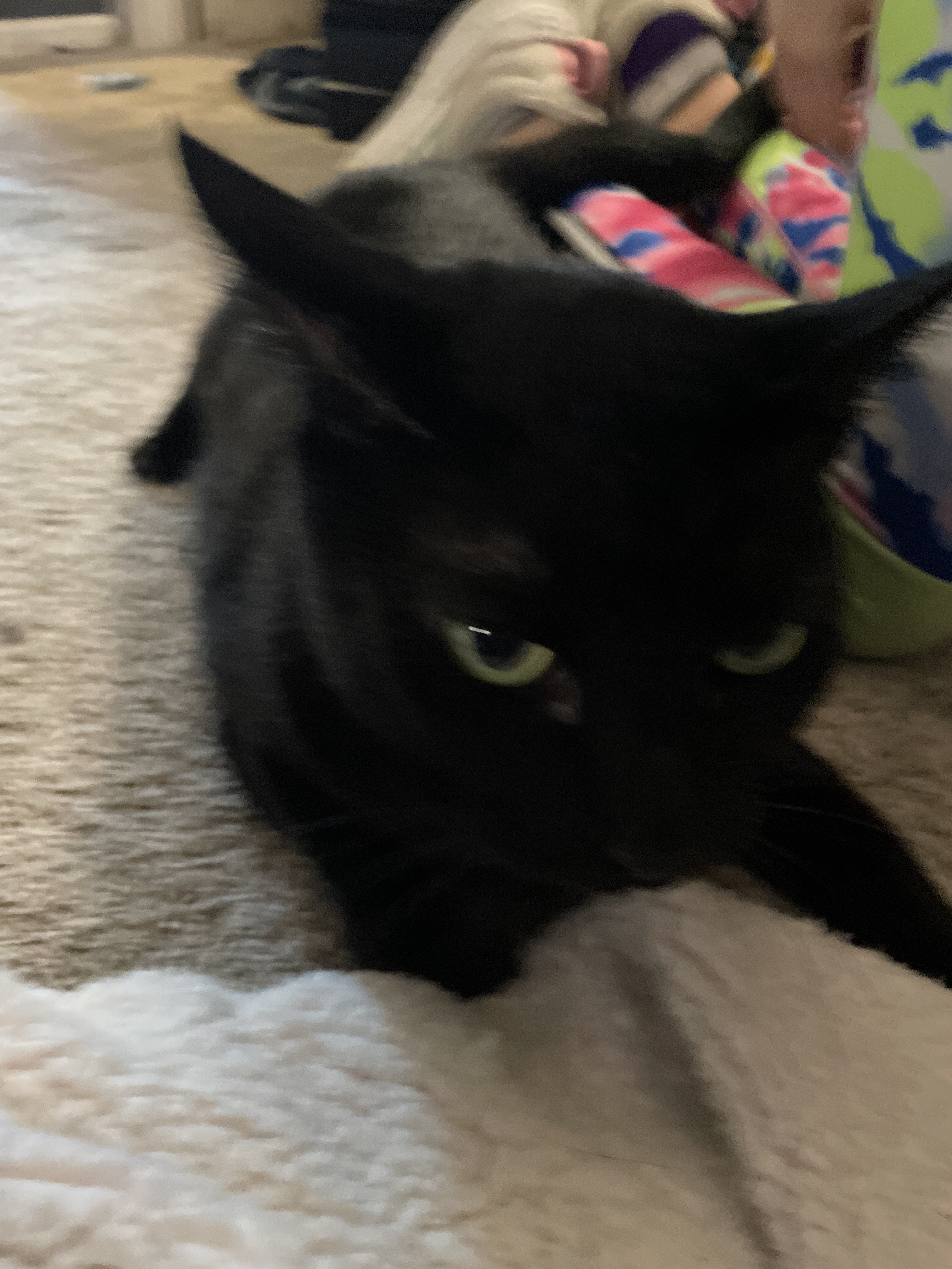 A cute kitty
