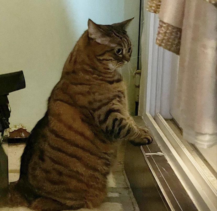 A cute kitty