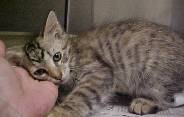 A cute kitty
