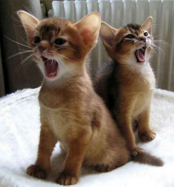 A cute kitty