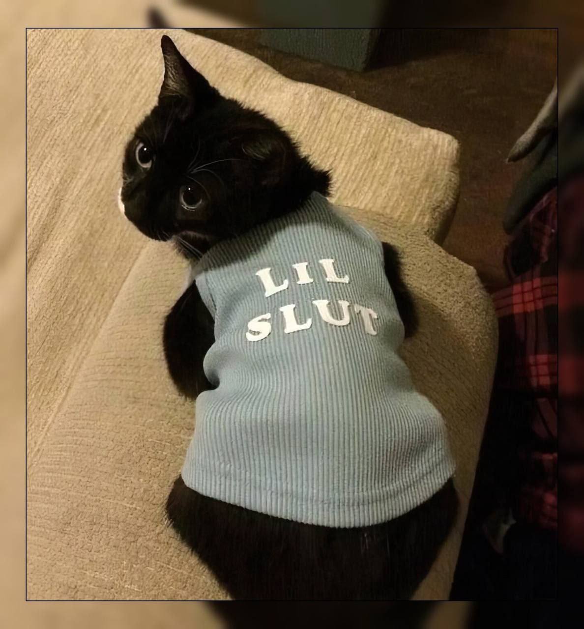 A cute kitty