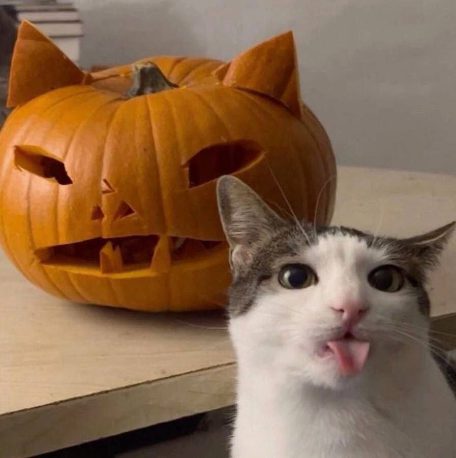 A cute kitty