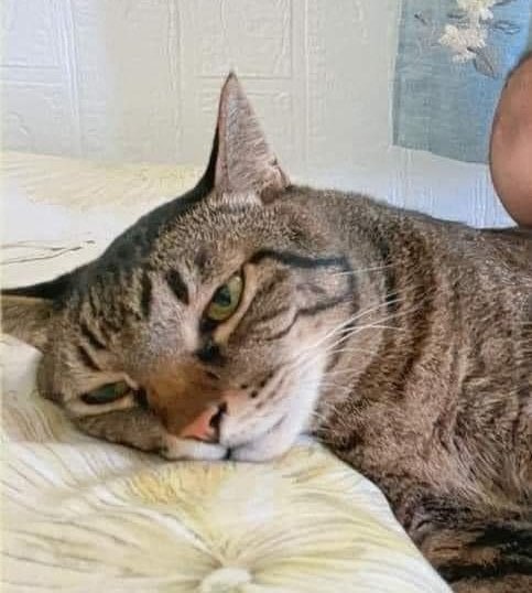 A cute kitty