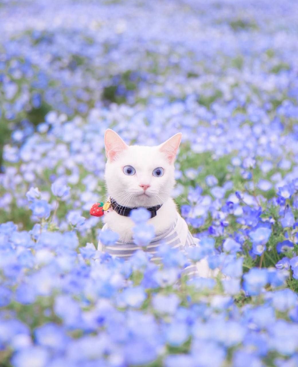A cute kitty