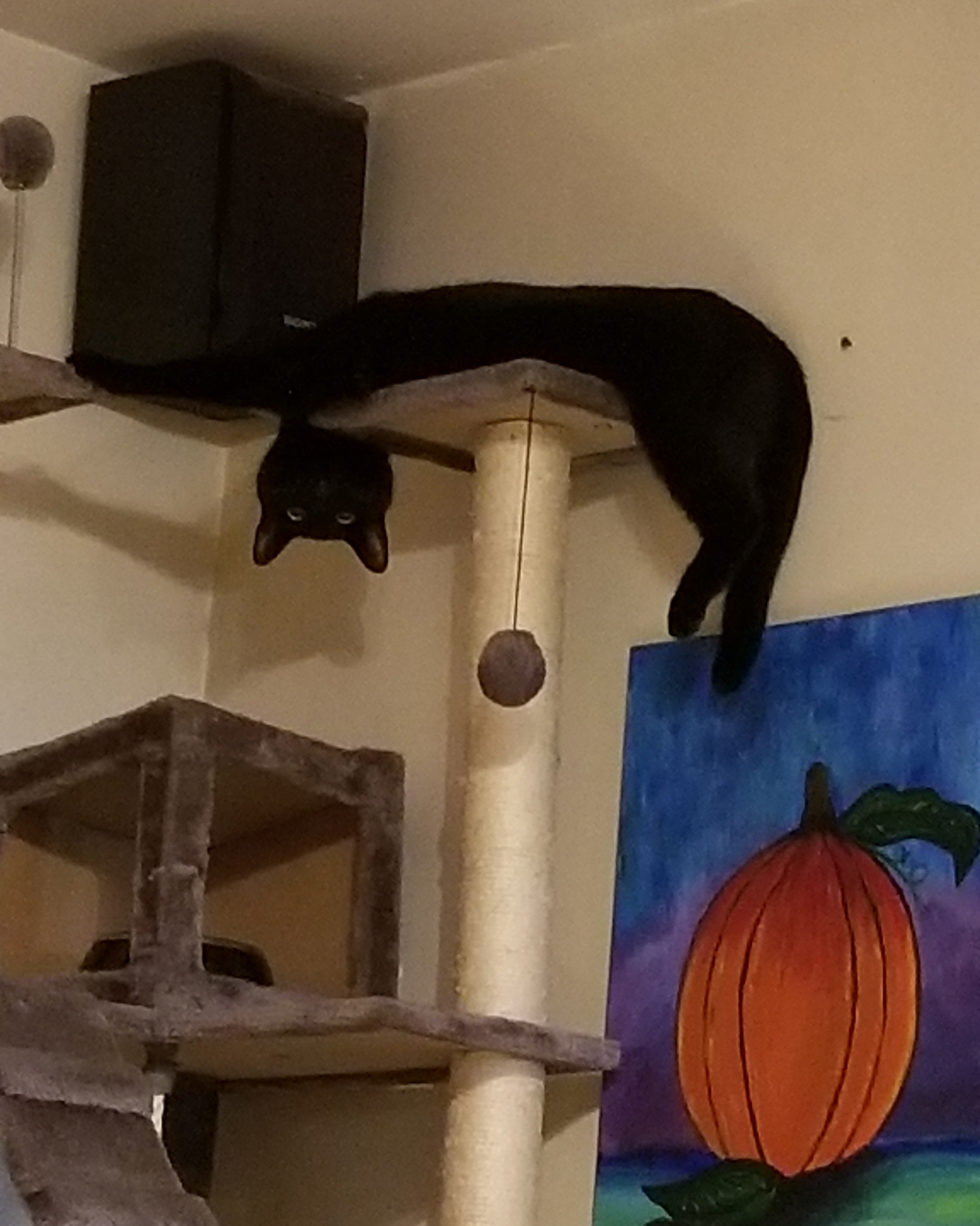 A cute kitty