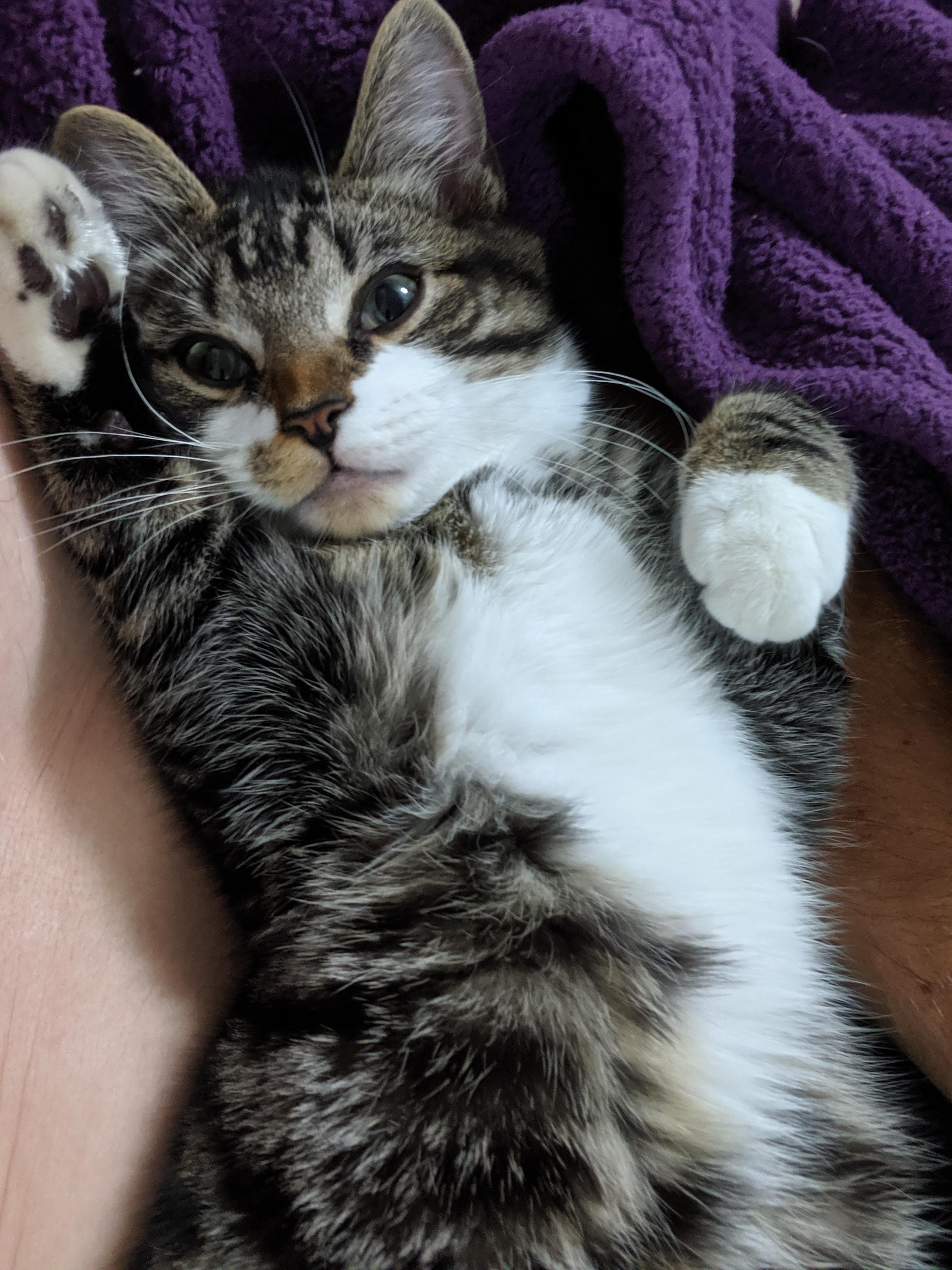 A cute kitty