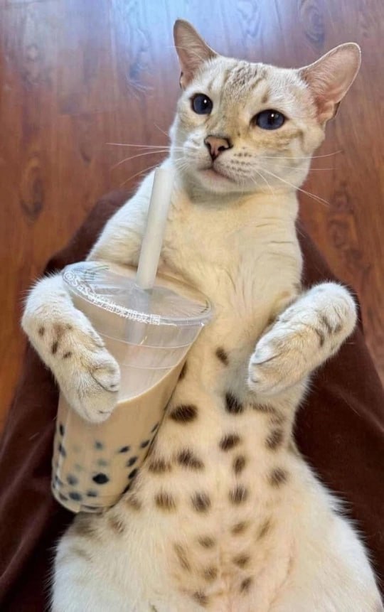 A cute kitty