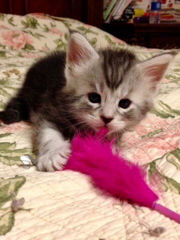 A cute kitty