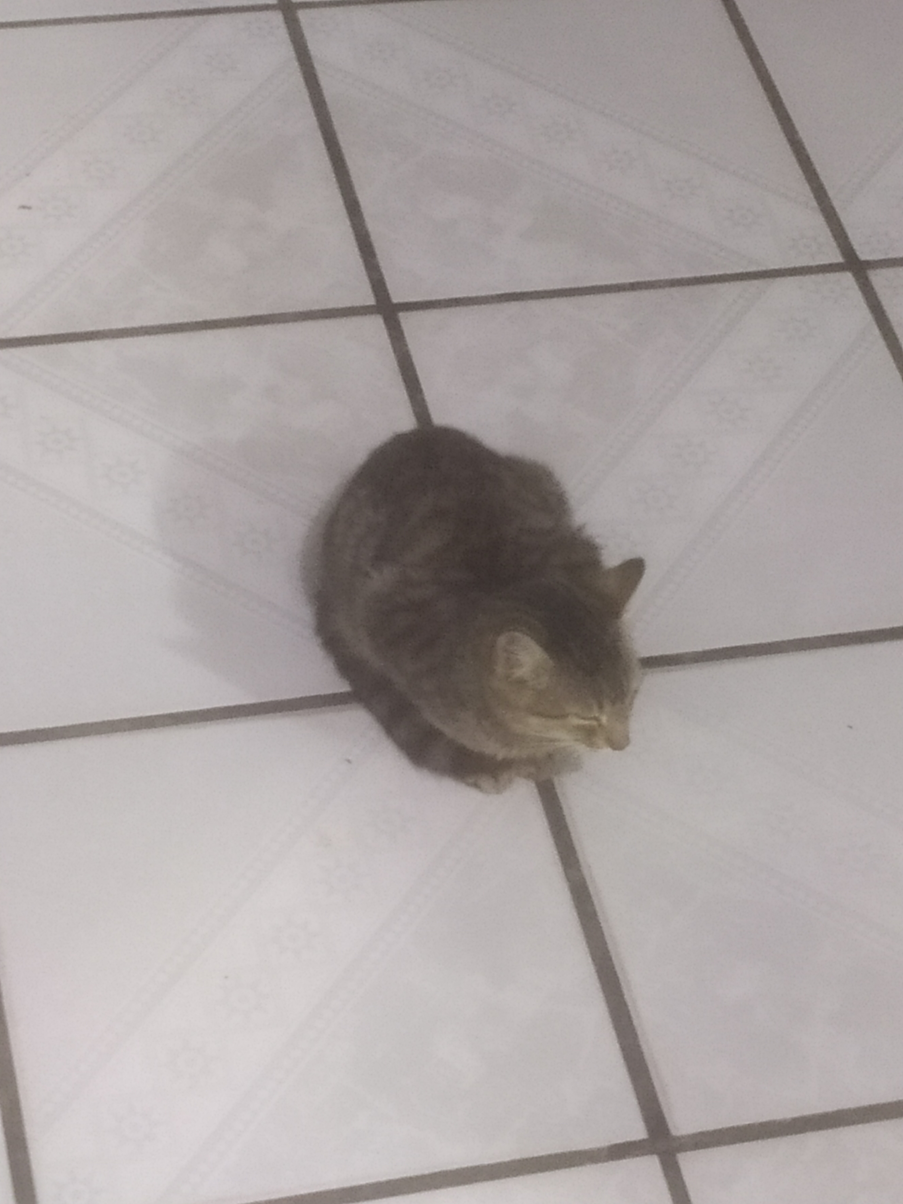 A cute kitty