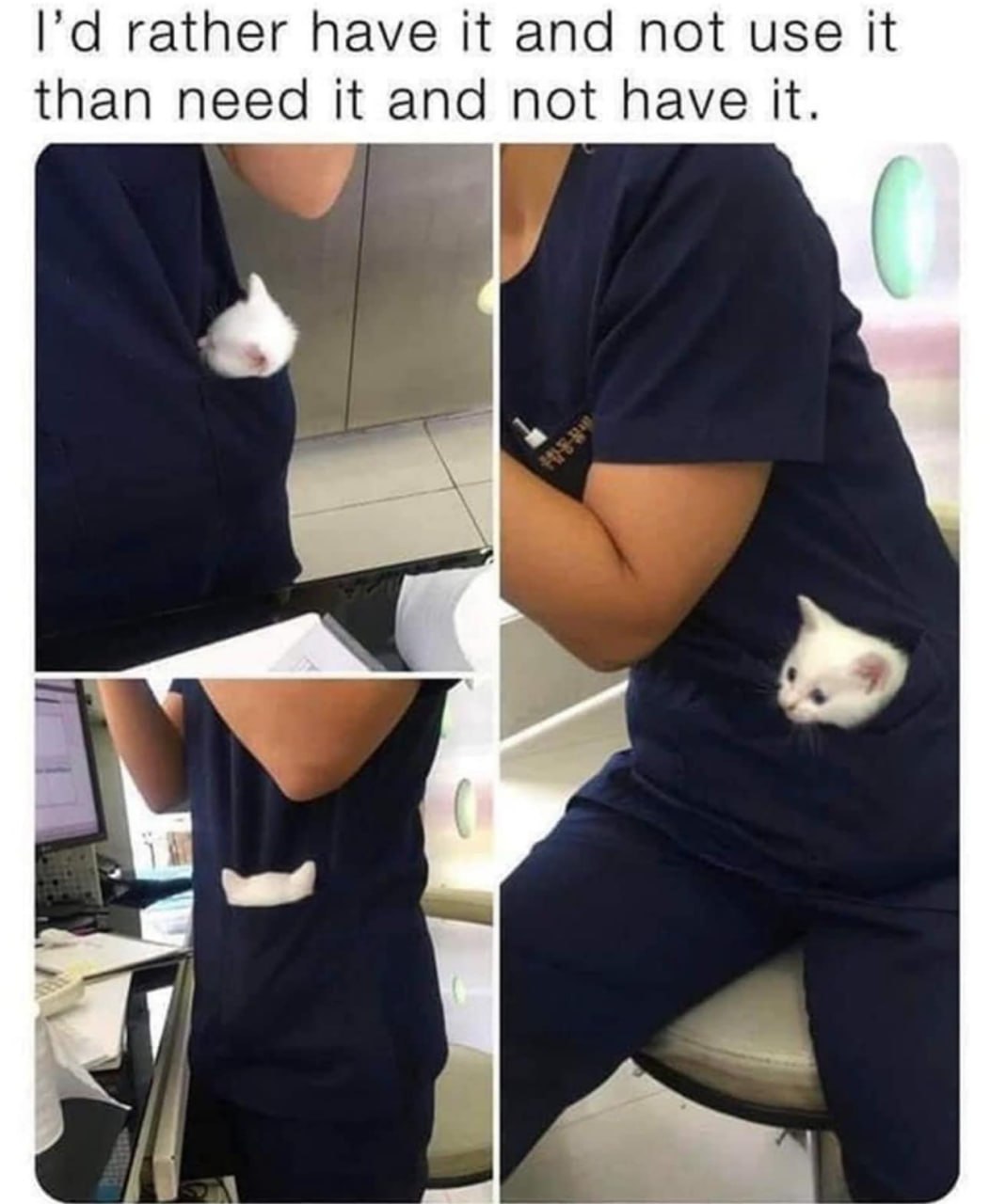A cute kitty