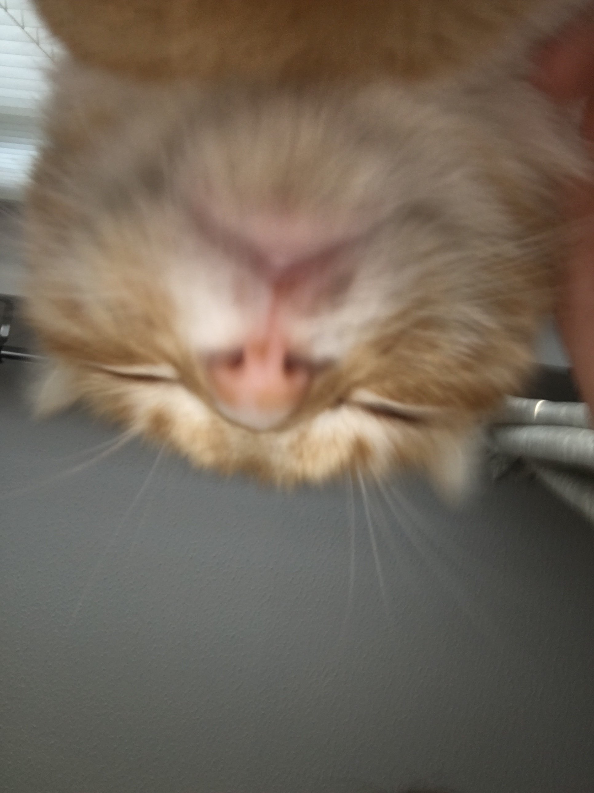A cute kitty