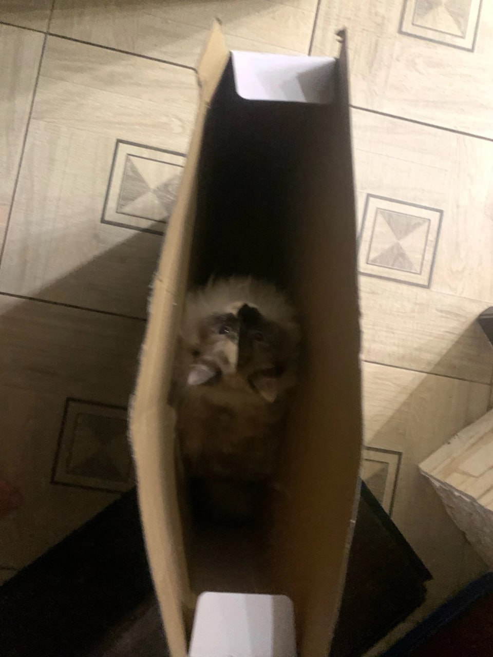 A cute kitty