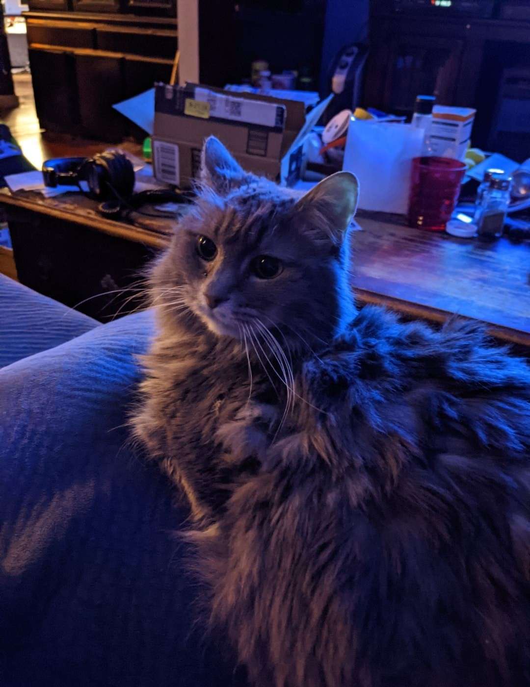 A cute kitty