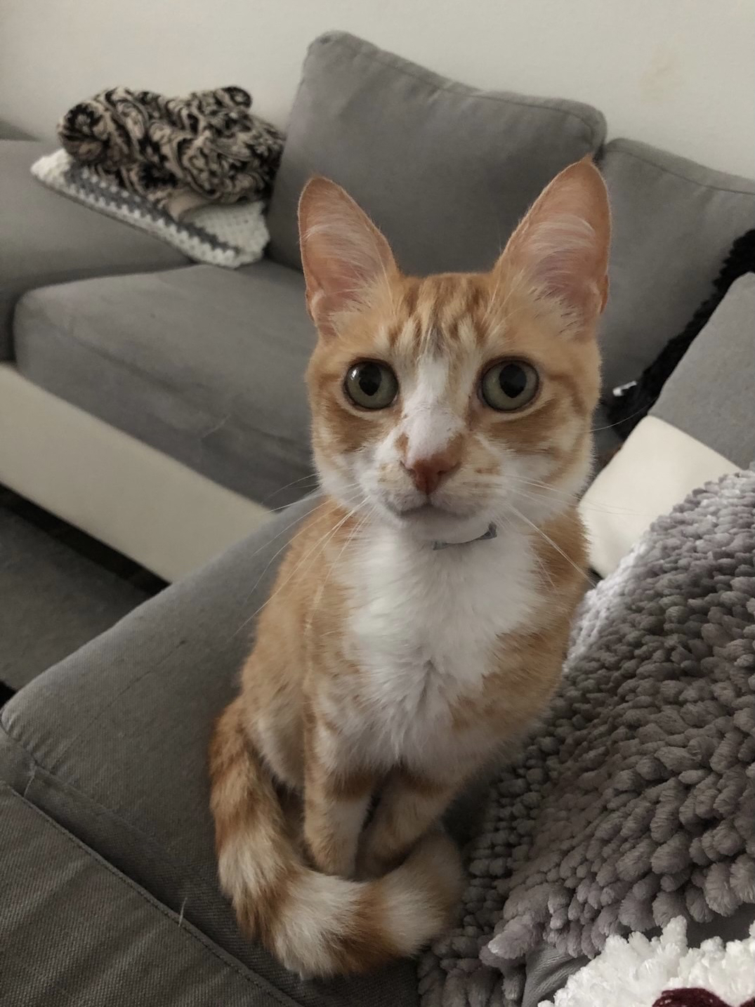A cute kitty