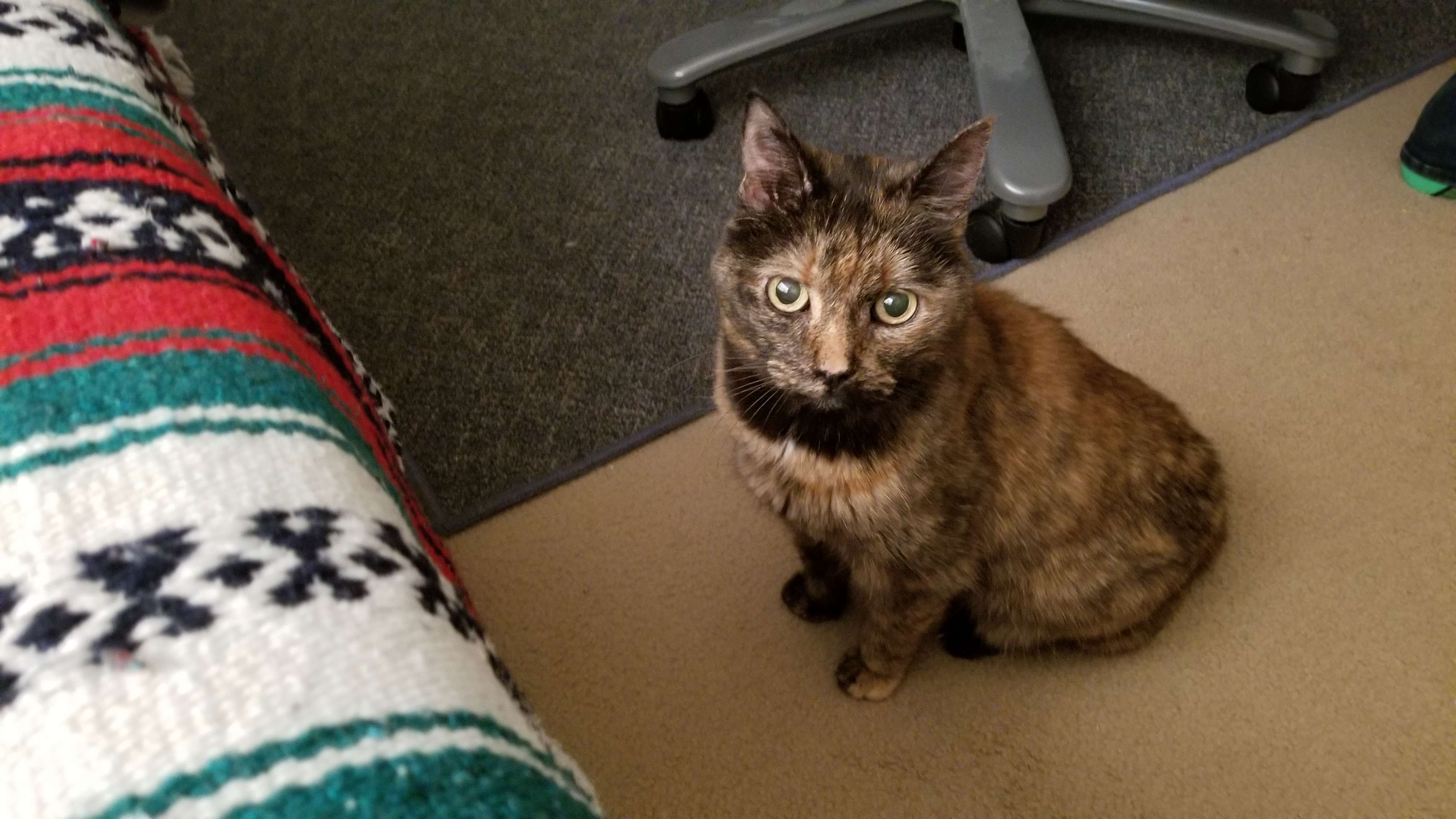 A cute kitty