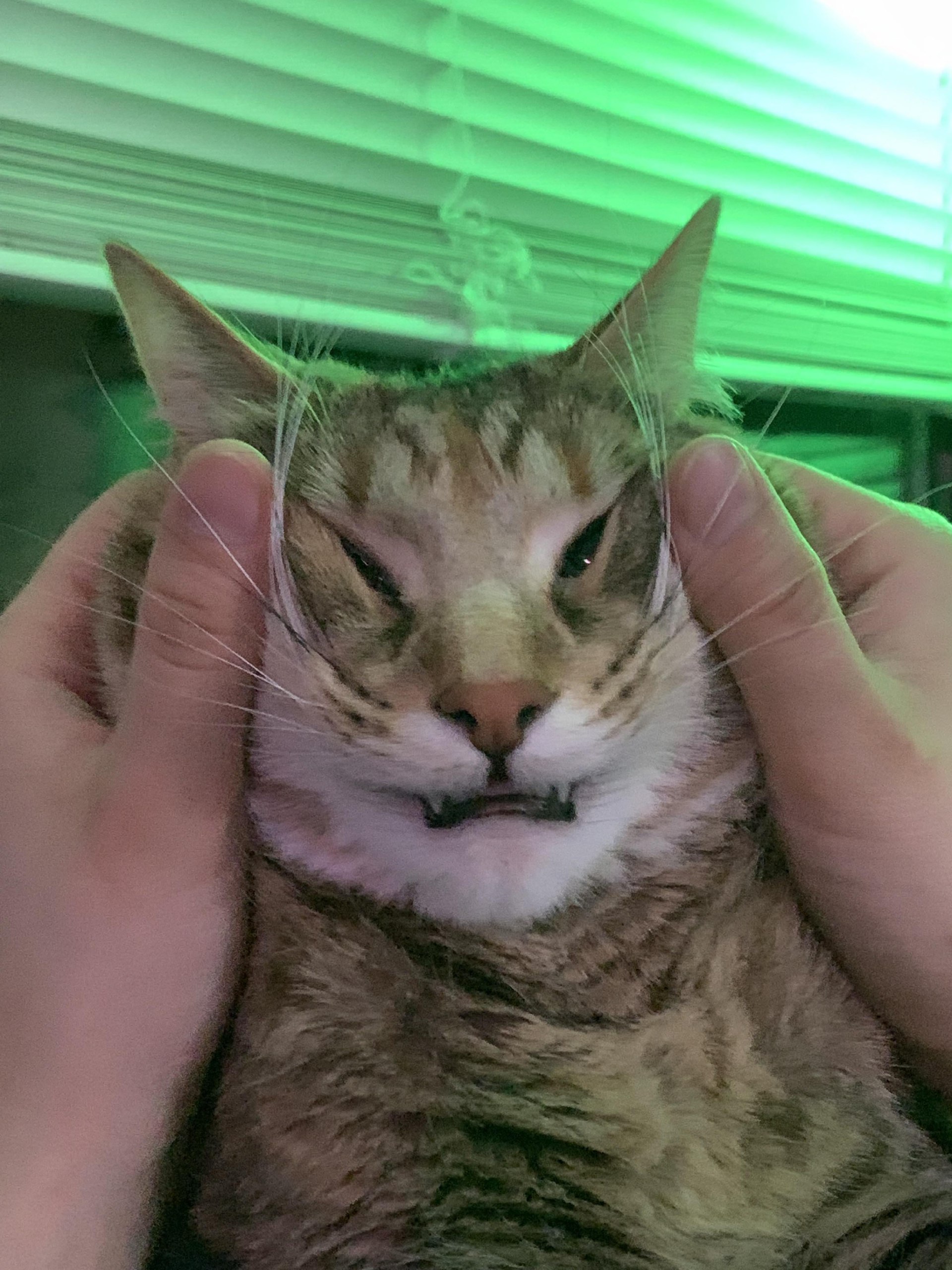 A cute kitty