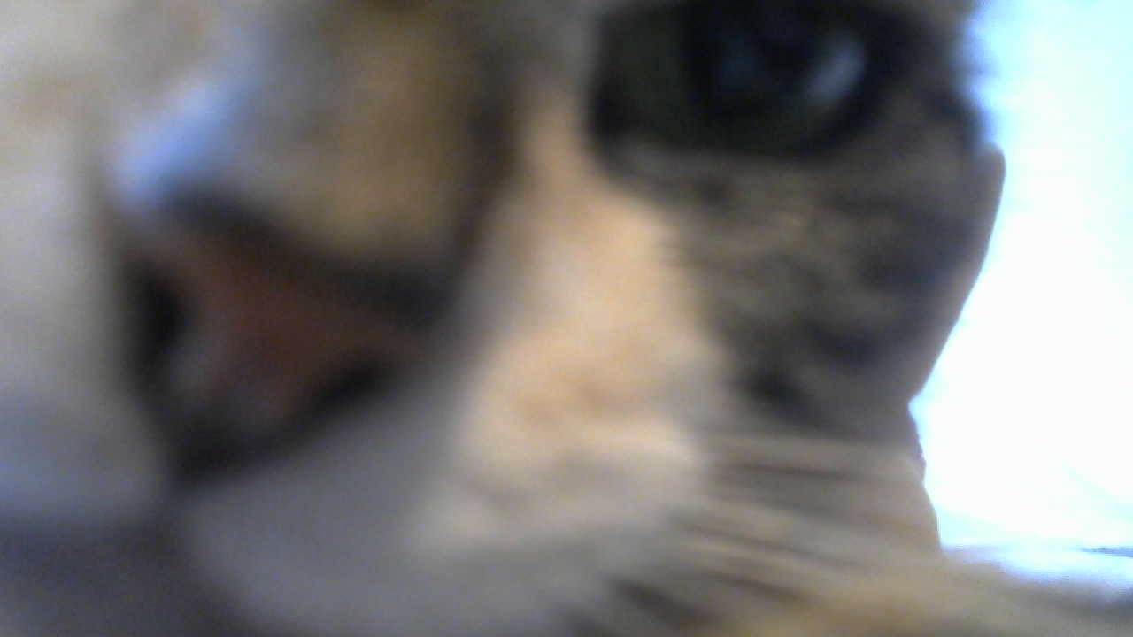 A cute kitty