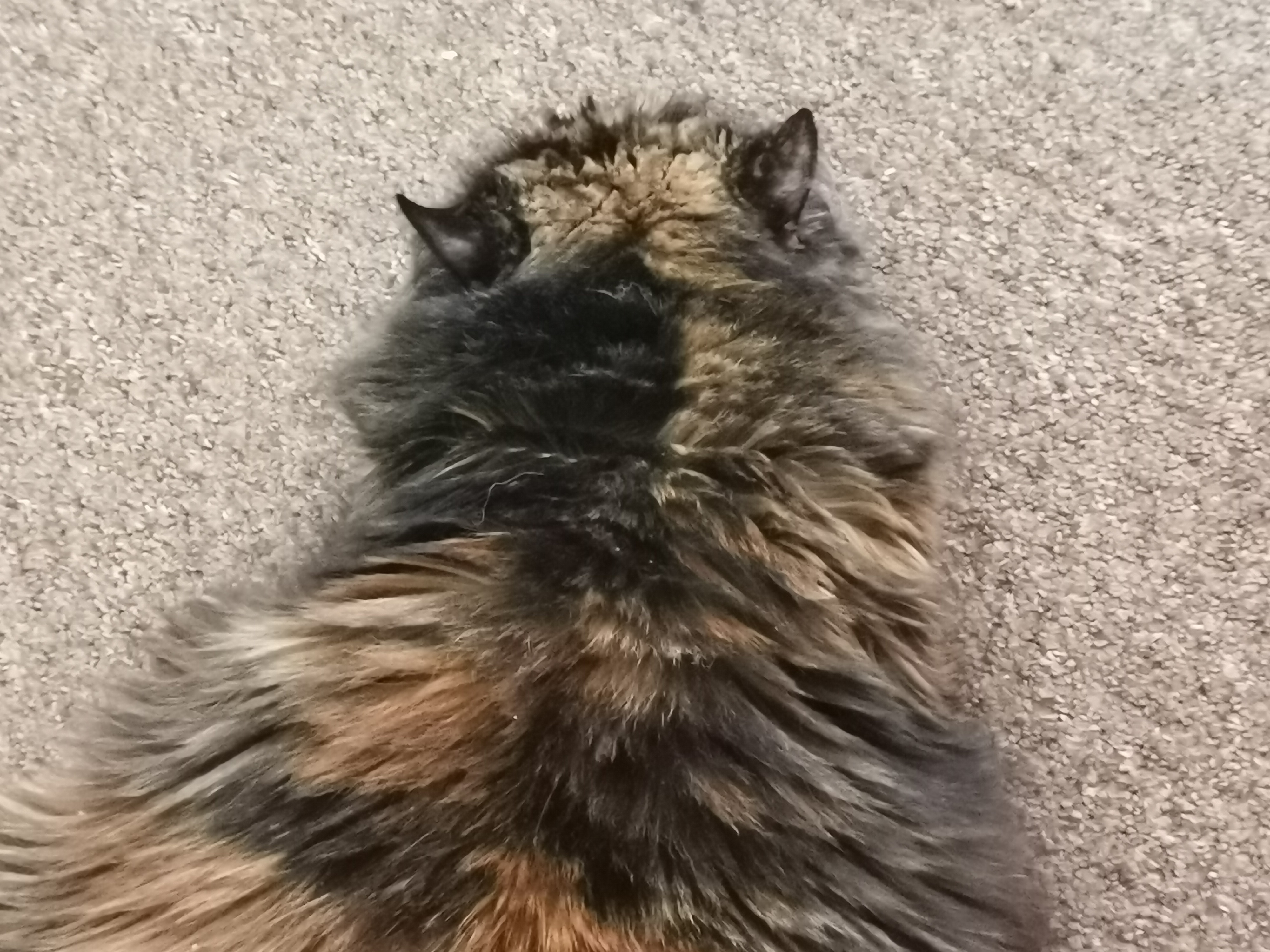 A cute kitty