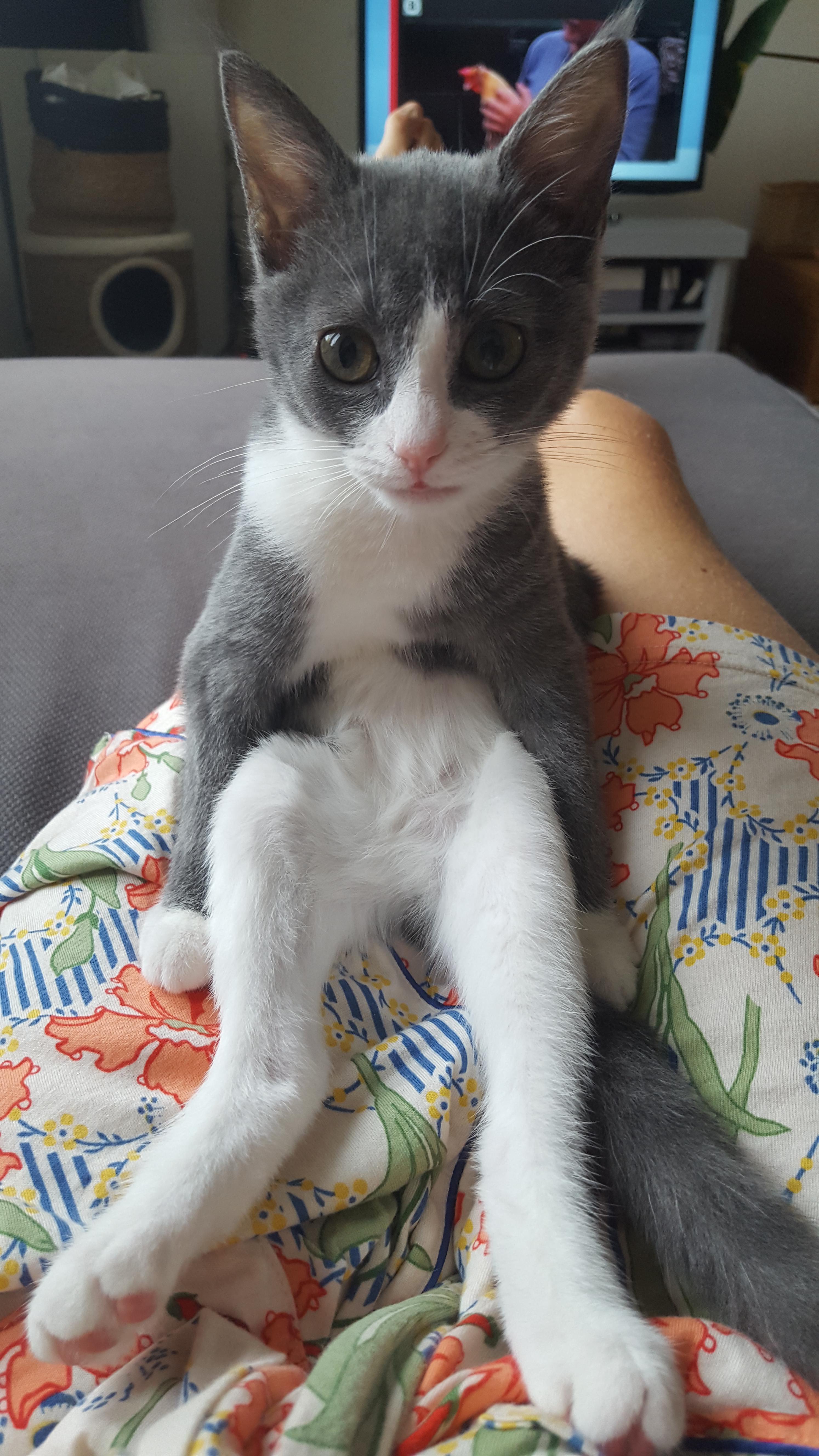 A cute kitty