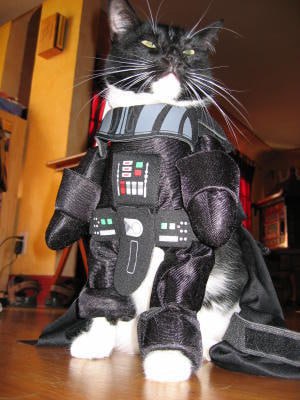 A cute kitty