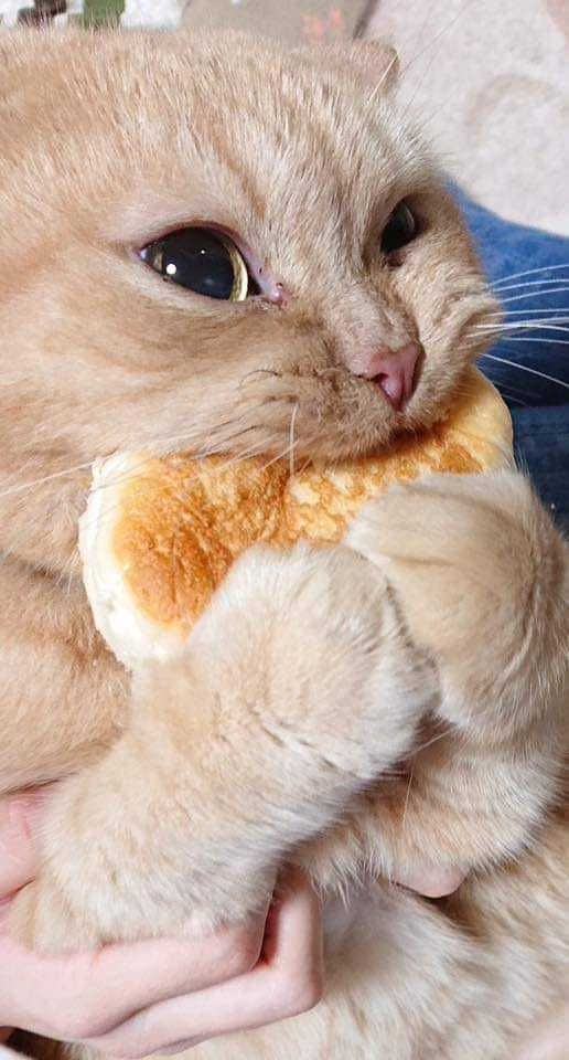 A cute kitty