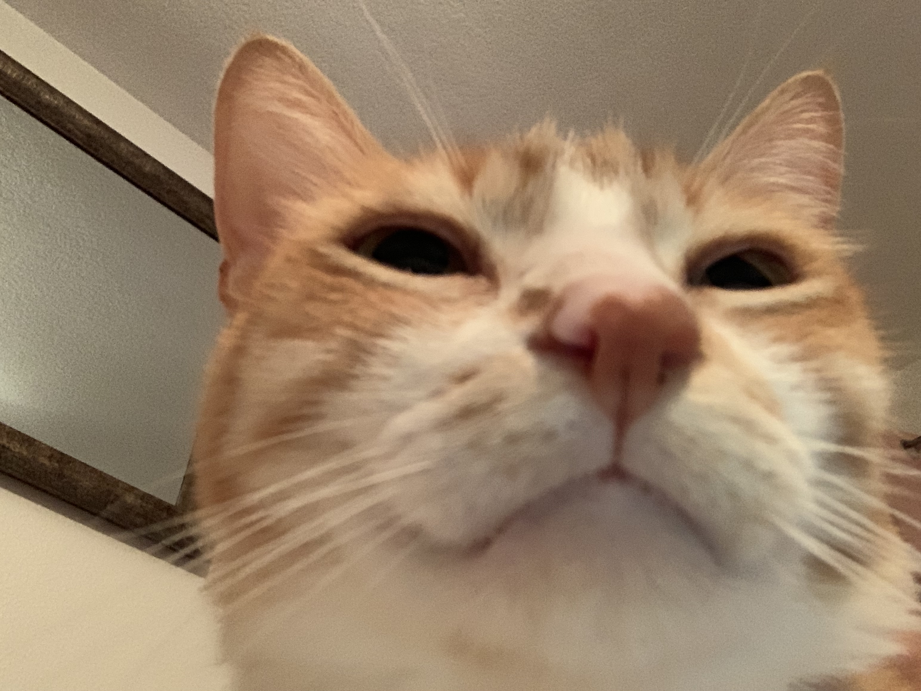 A cute kitty