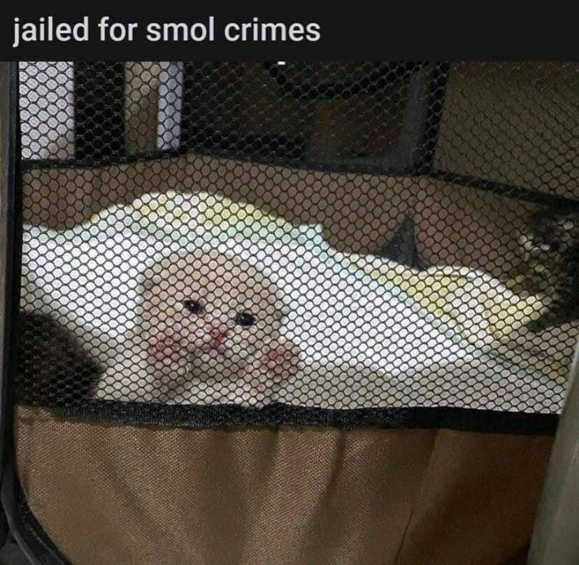 A cute kitty