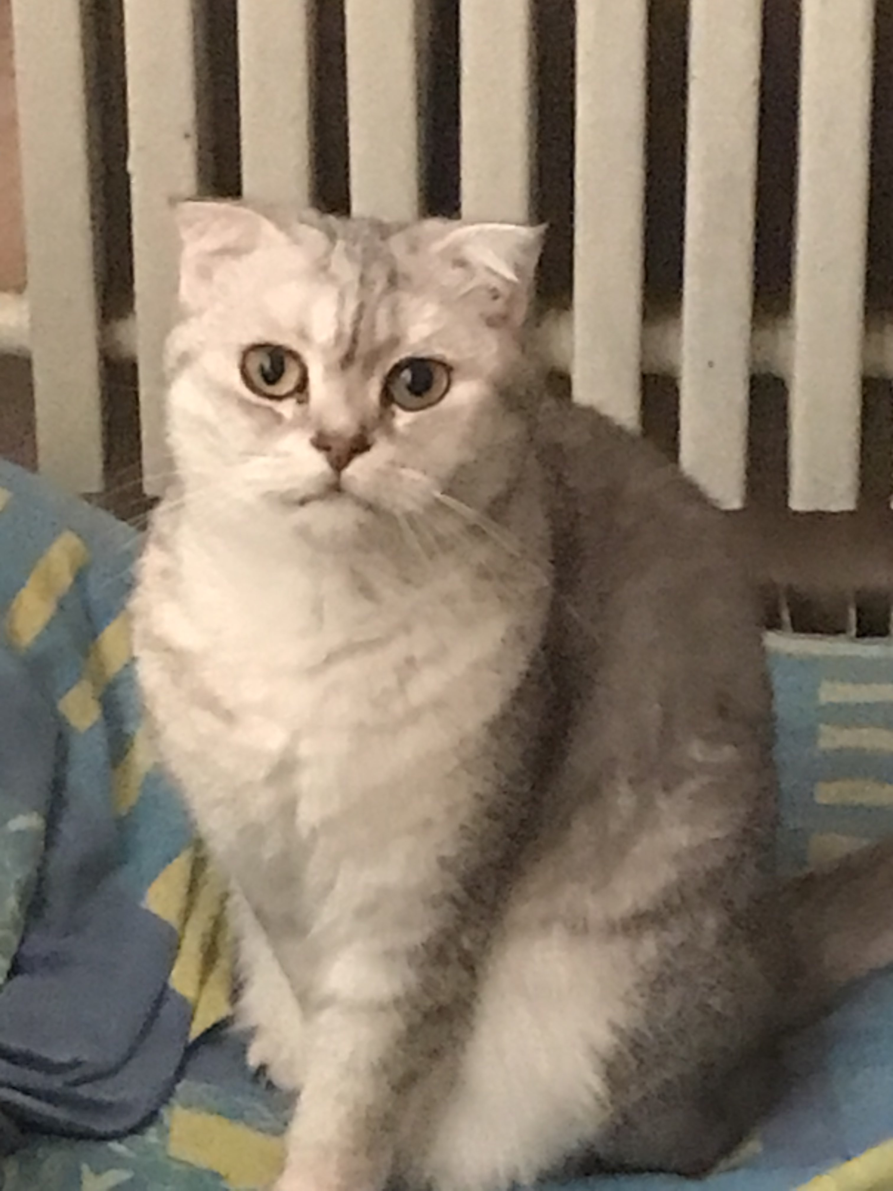 A cute kitty