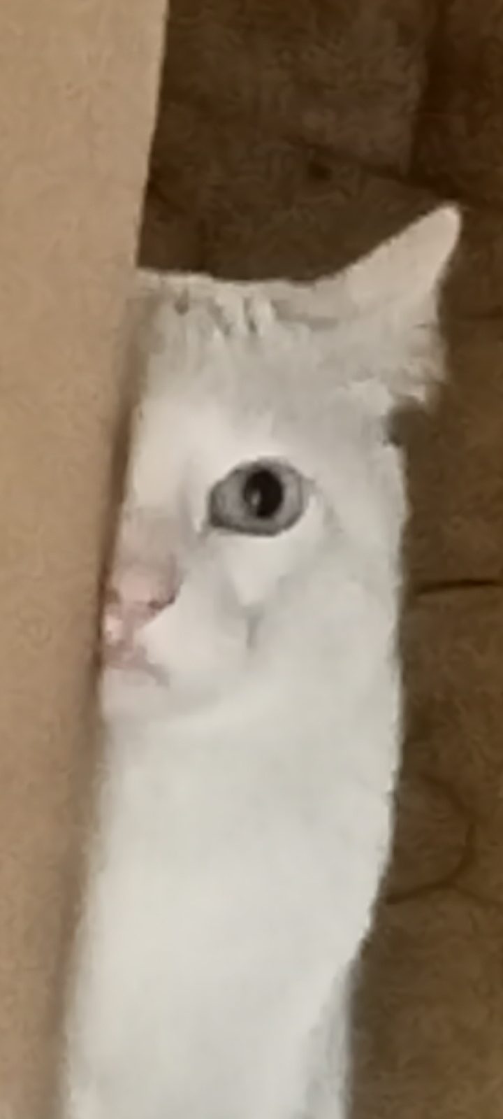 A cute kitty