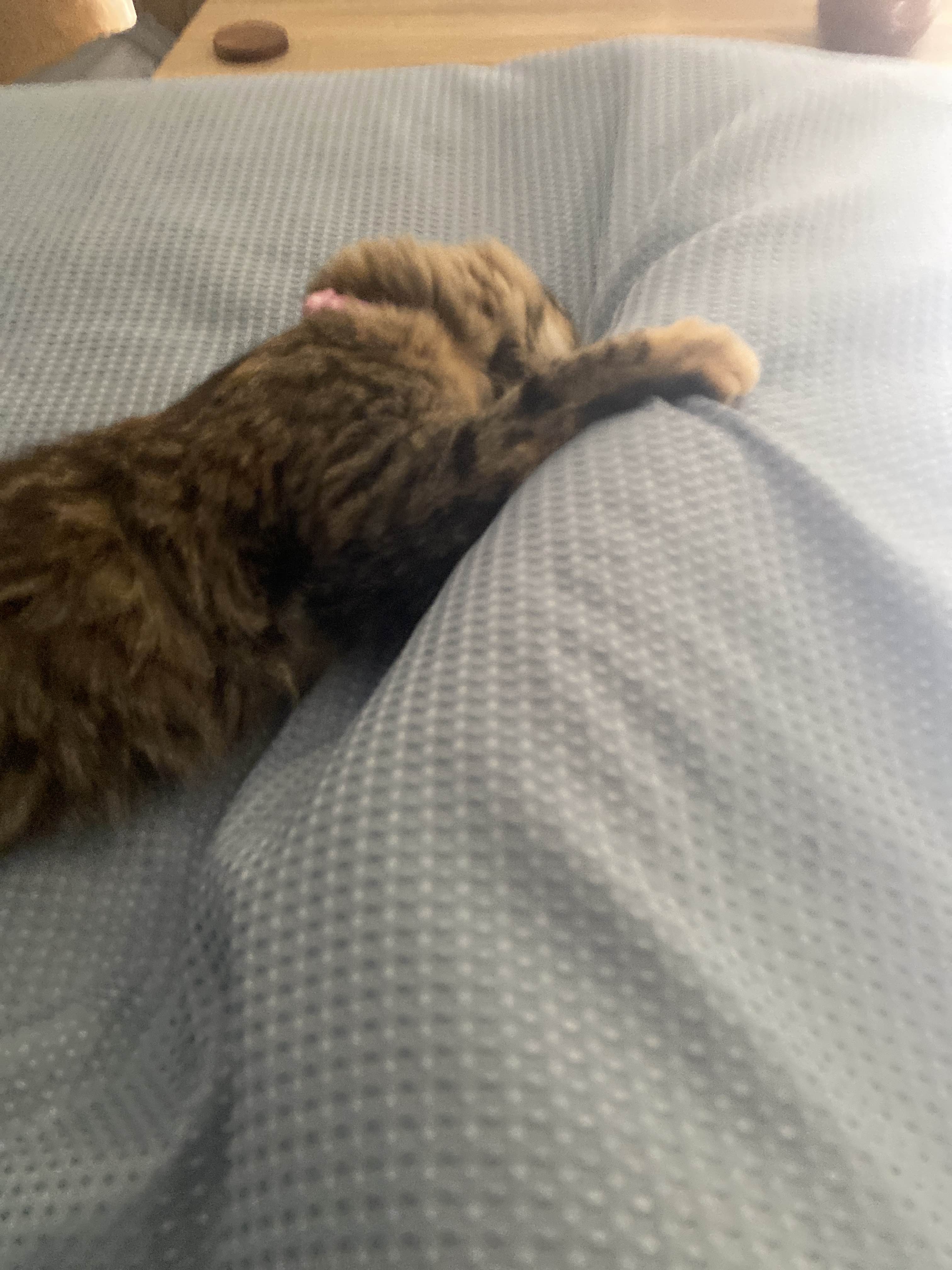 A cute kitty