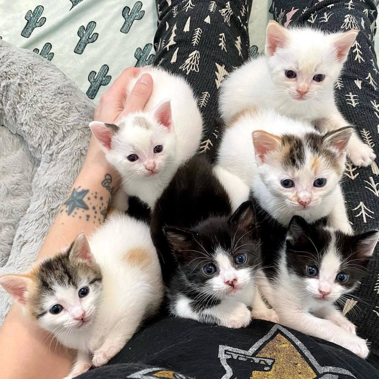 A cute kitty