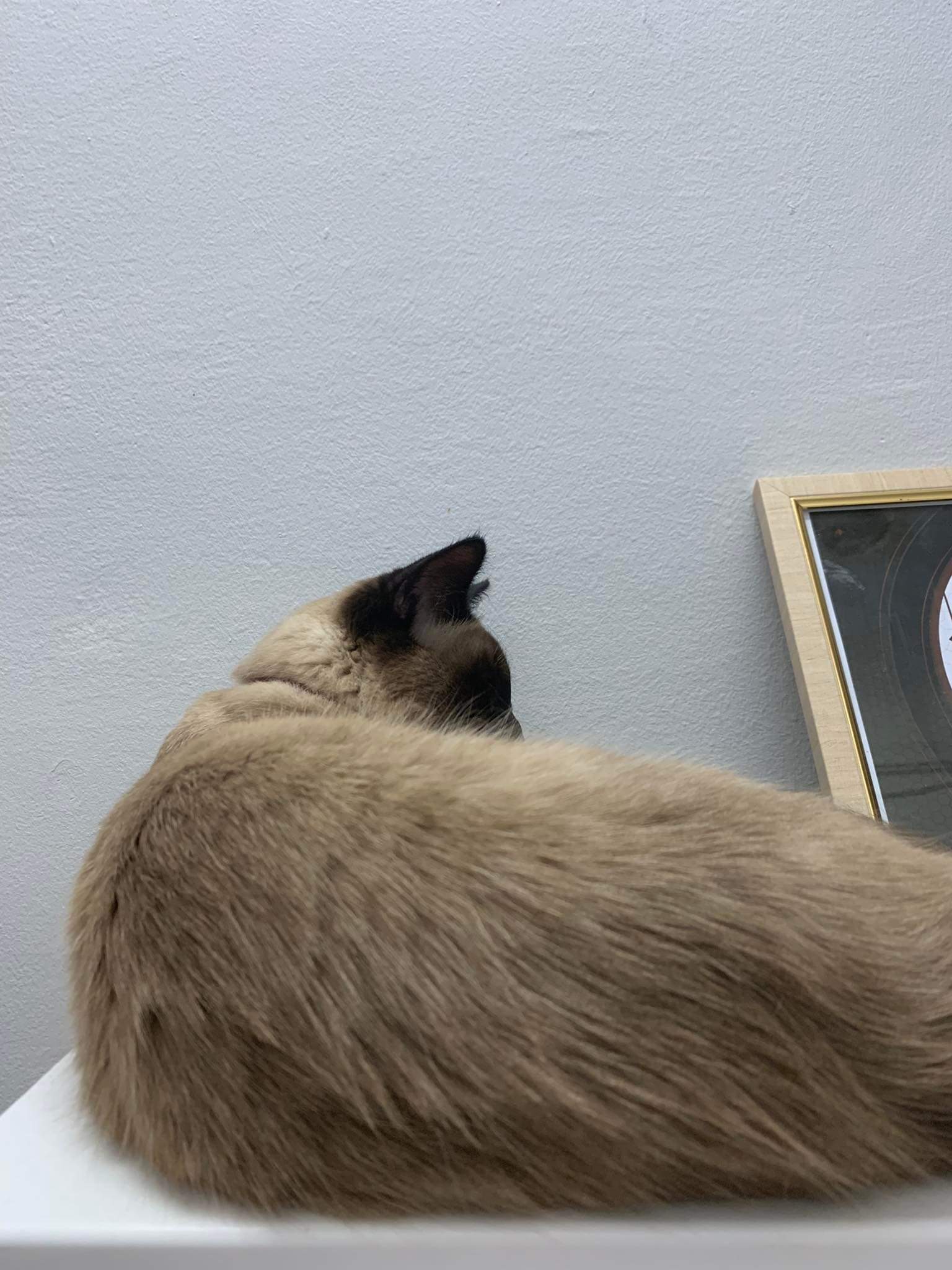 A cute kitty