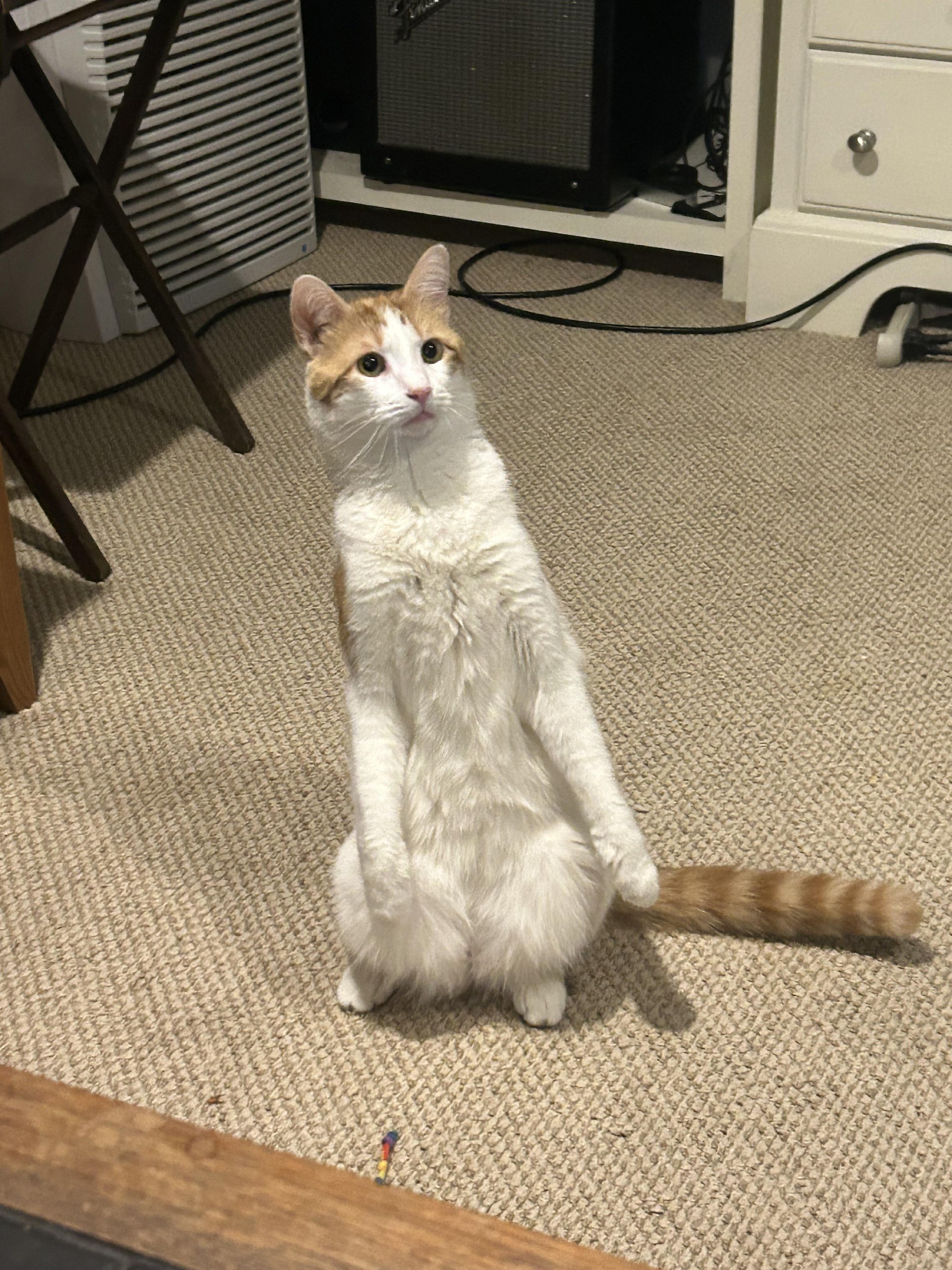 A cute kitty