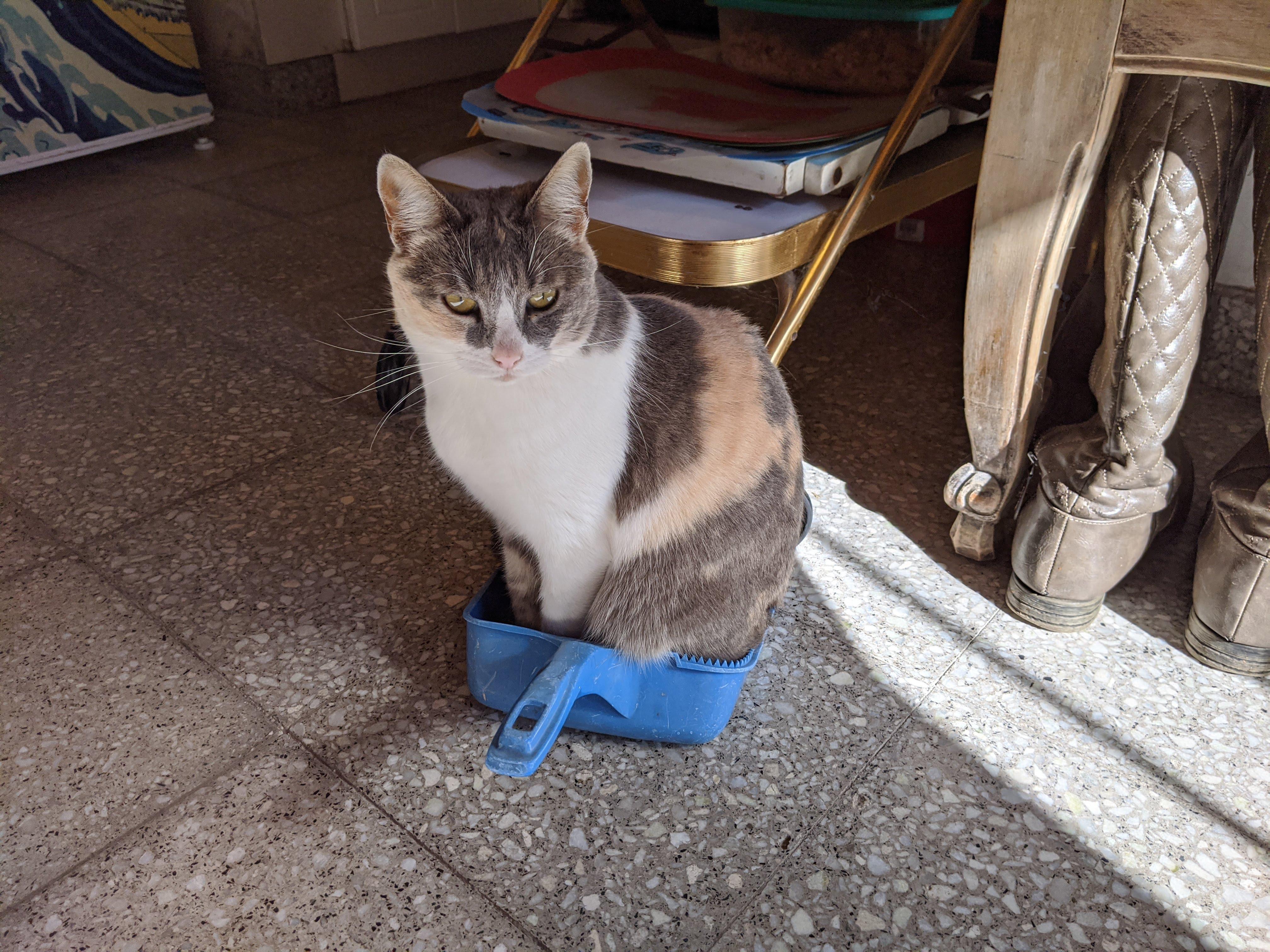 A cute kitty