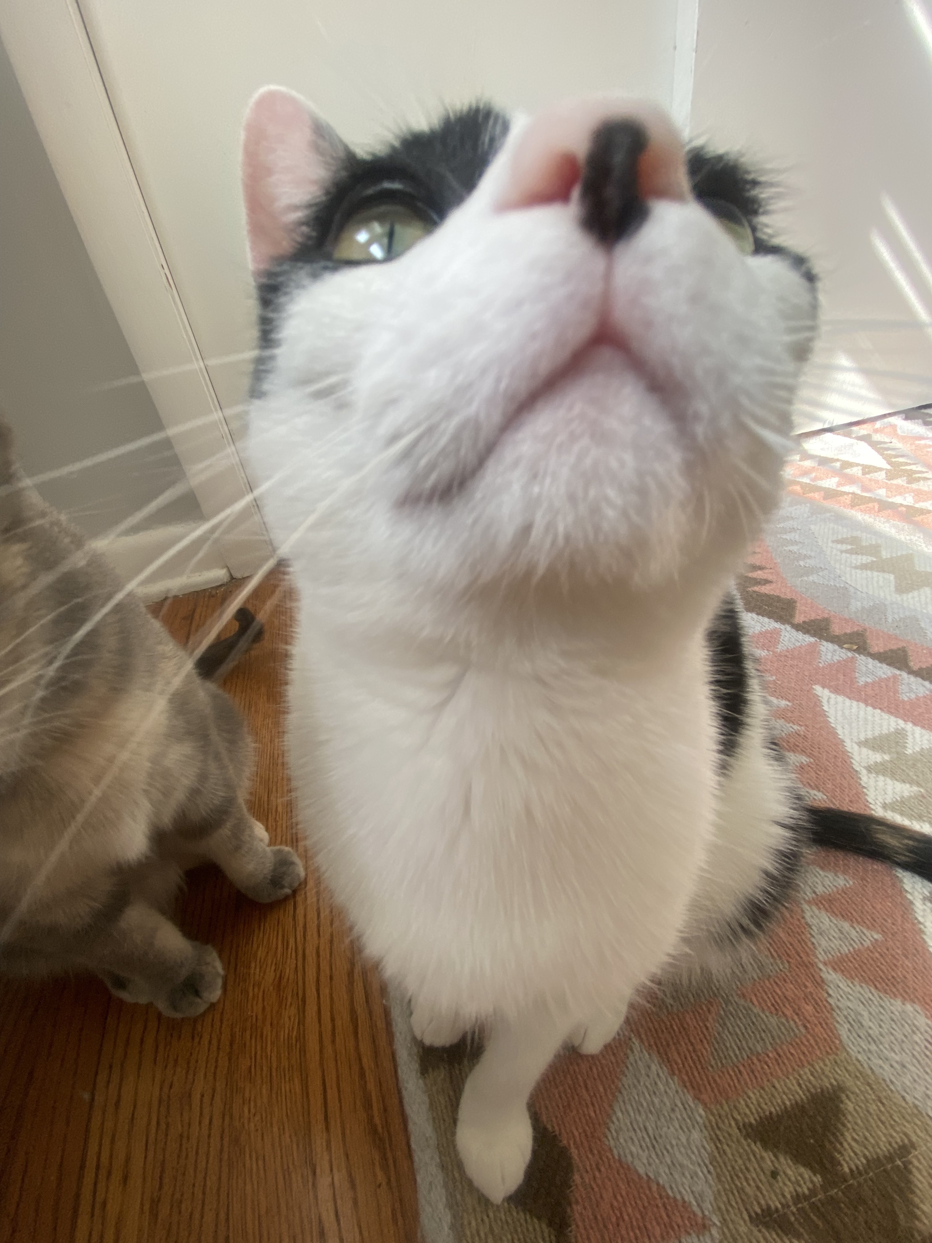 A cute kitty