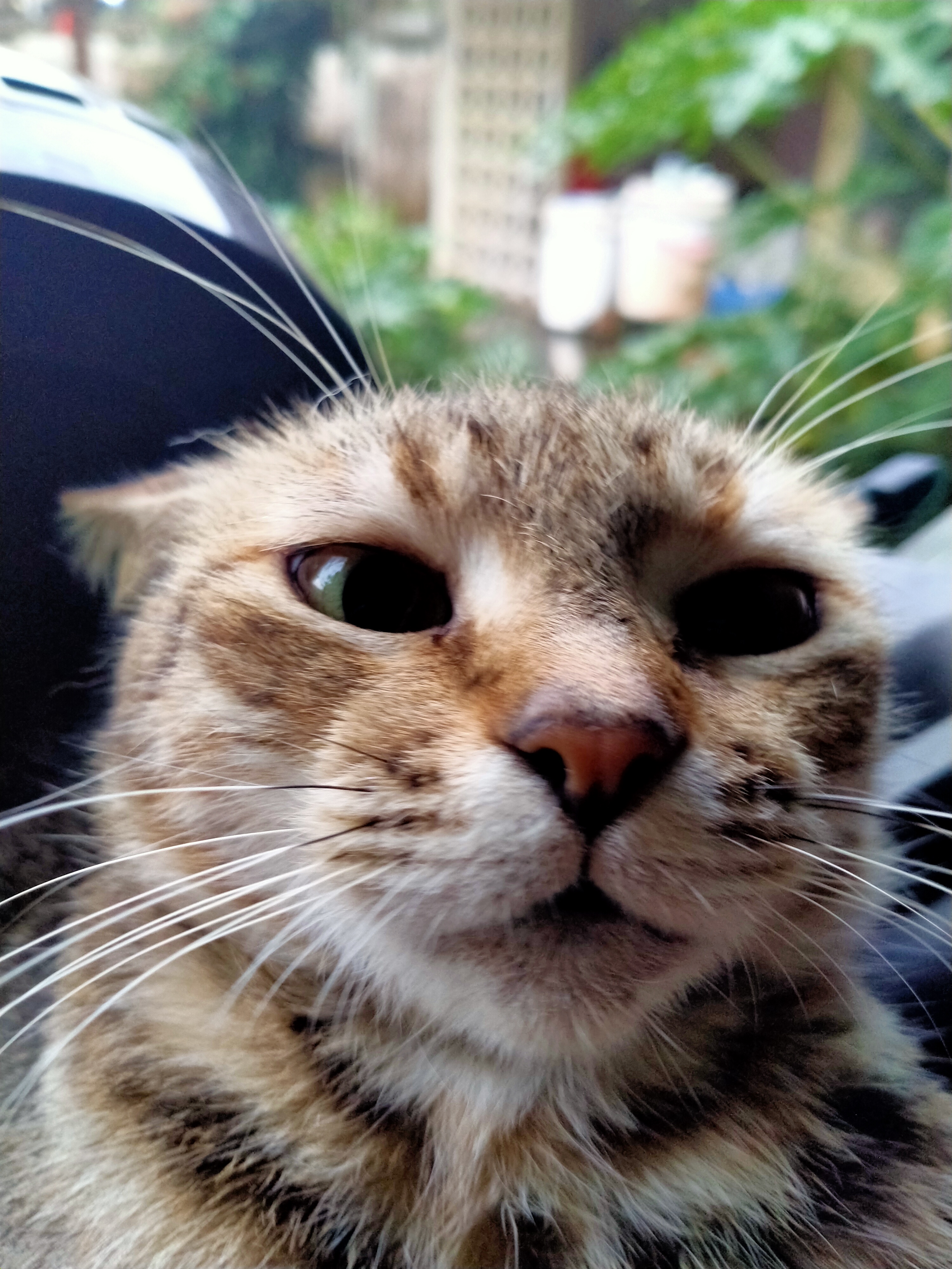 A cute kitty