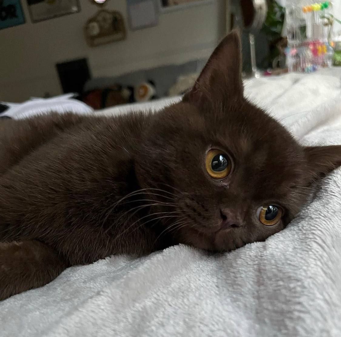 A cute kitty