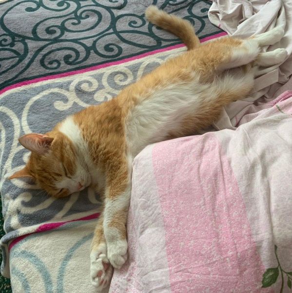 A cute kitty