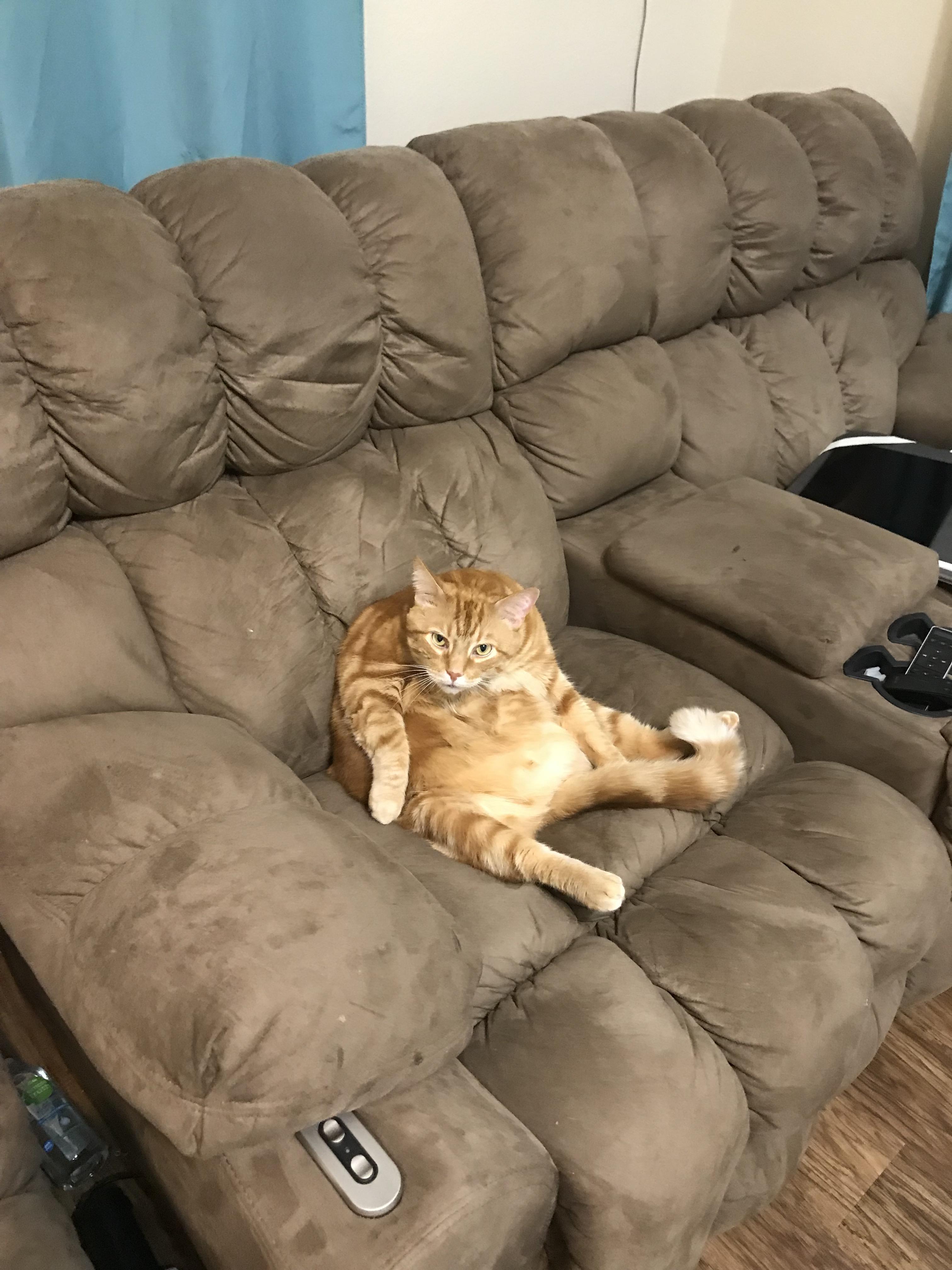 A cute kitty
