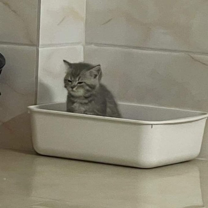 A cute kitty