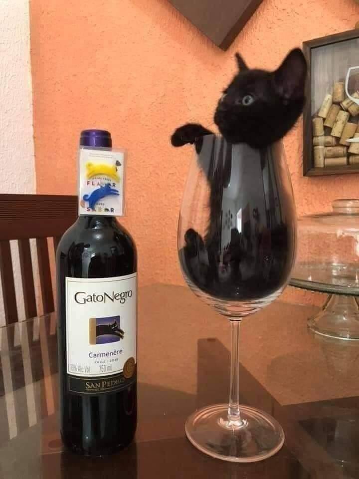 A cute kitty