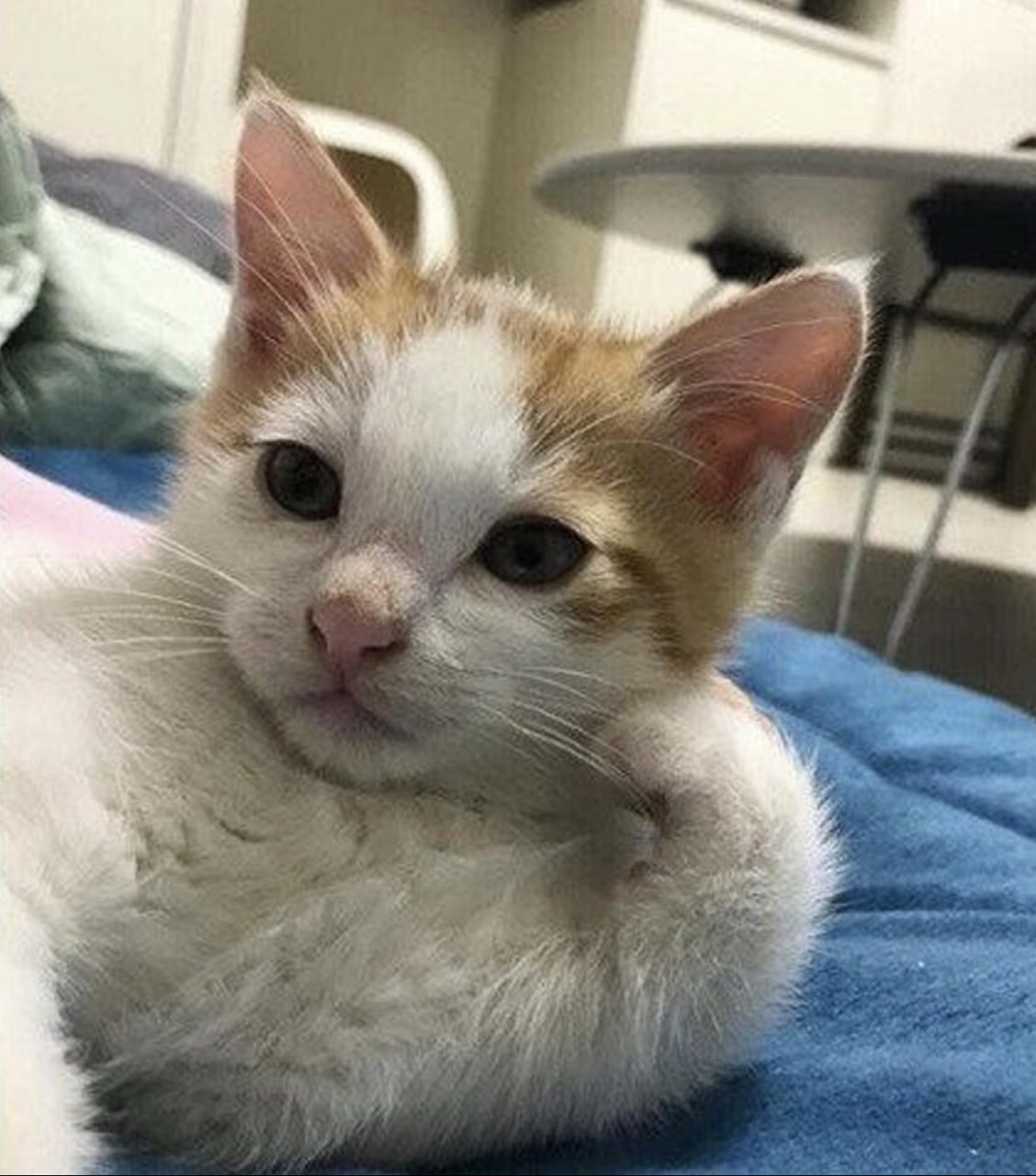 A cute kitty