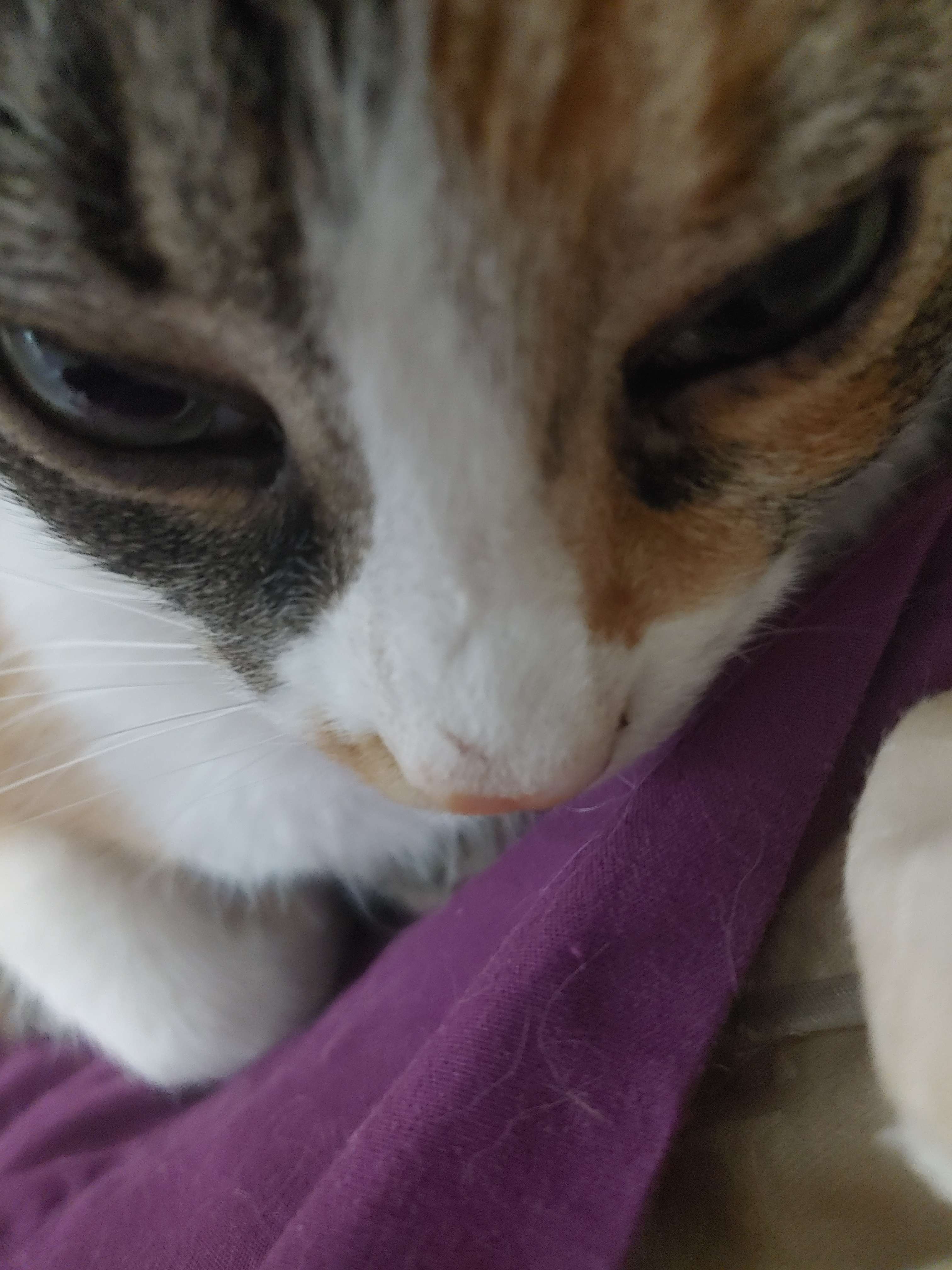 A cute kitty