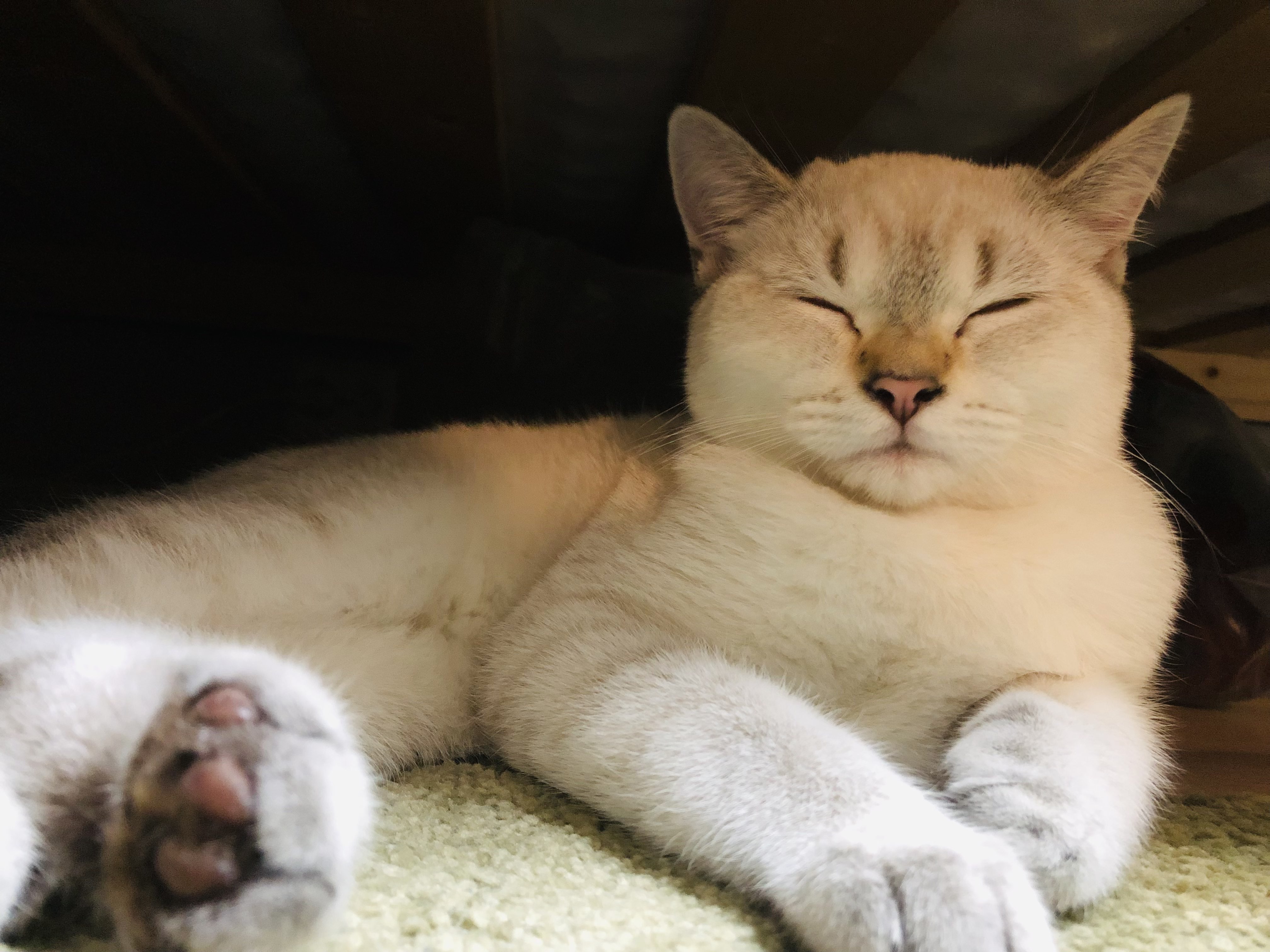 A cute kitty