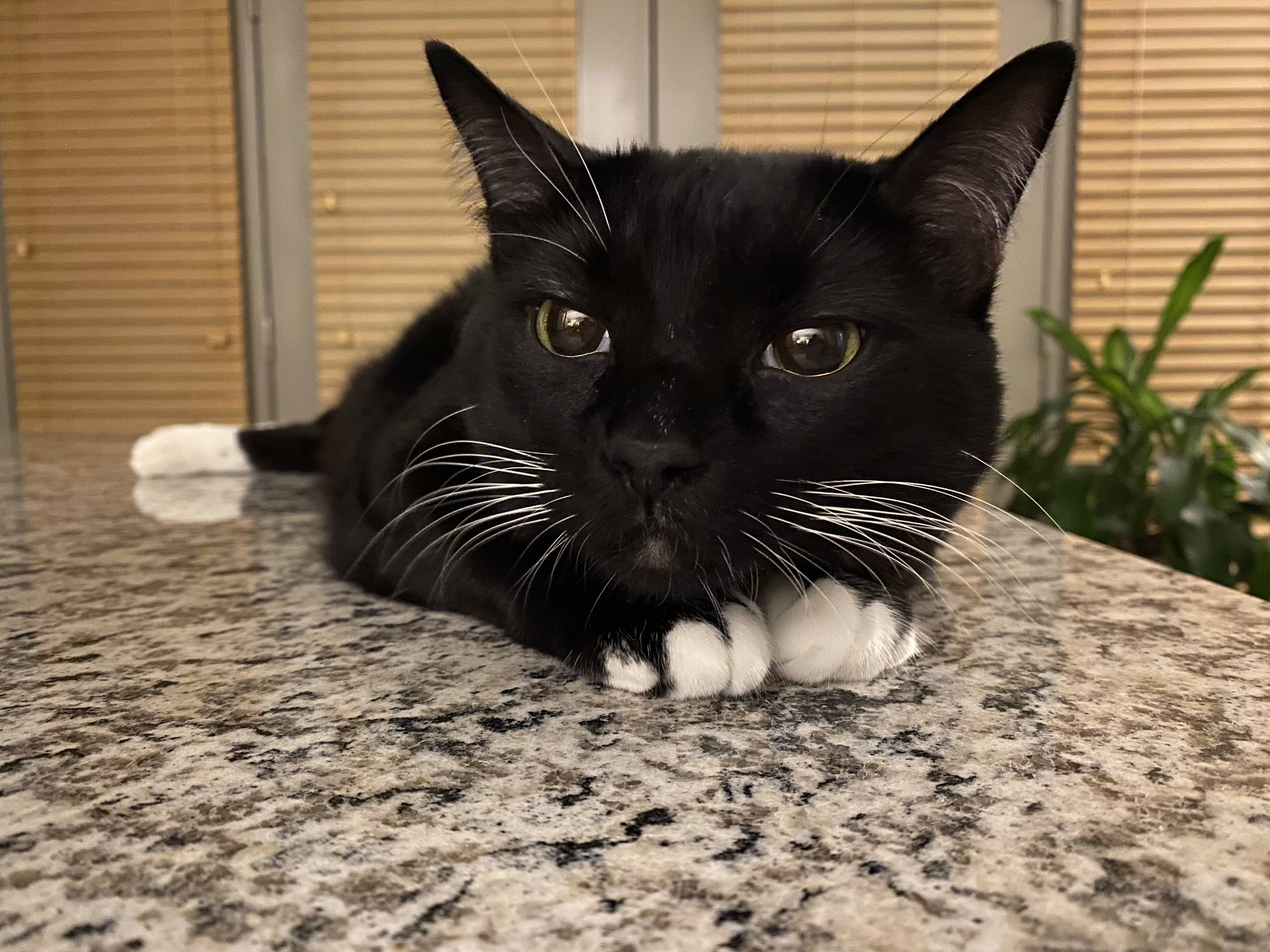 A cute kitty