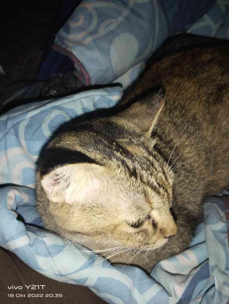 A cute kitty