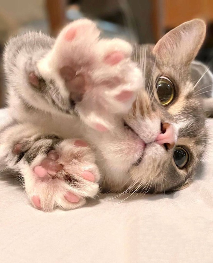 A cute kitty