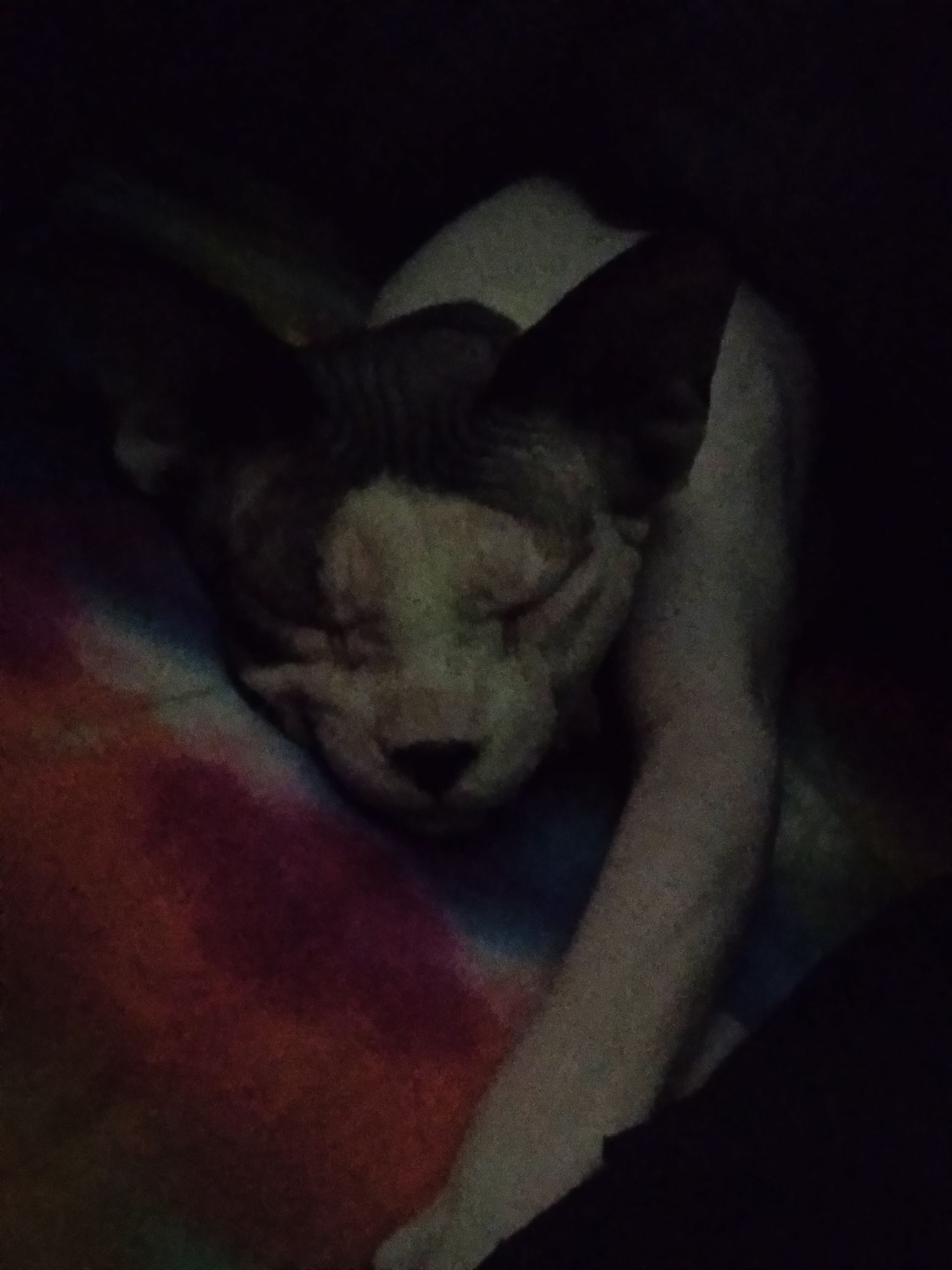 A cute kitty